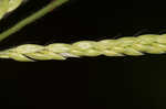 Tapertip cupgrass